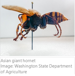 200805.InvasiveSpeciesBrief.4.png